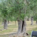 Olive trees so old they split