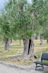 Olive trees so old they split