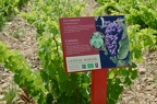 The grape varieties