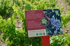 The grape varieties
