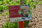 The grape varieties