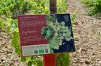 The grape varieties