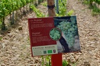 The grape varieties