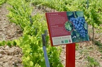 The grape varieties