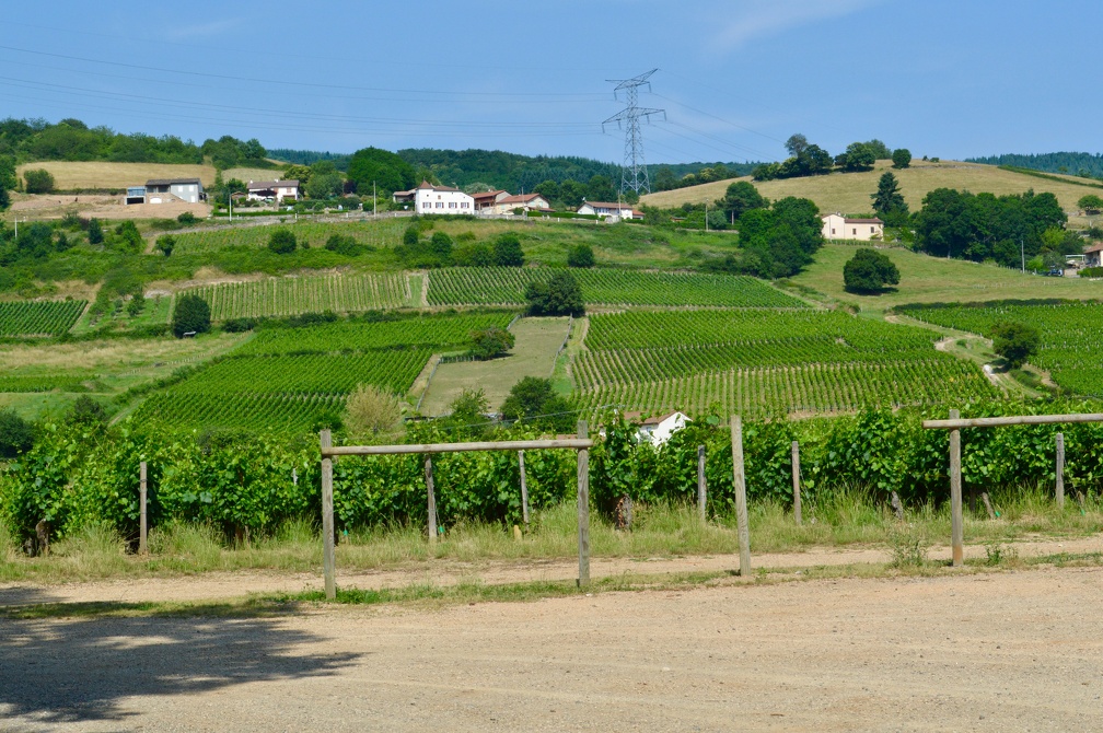 The vineyard