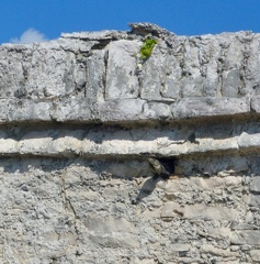 A mayan iguana
