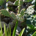 Pretty cacti