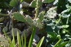 Pretty cacti