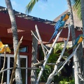 Walking tour around the grounds -- four toucans