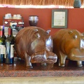 Hippos at the hippo bar