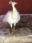 A white (but not albino) peahen
