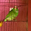 A parrot 