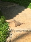 Iguana outside our room