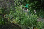 Monet's water lilies garden