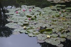 Monet's water lilies garden