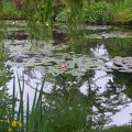 Monet's water lilies garden